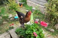 Marius