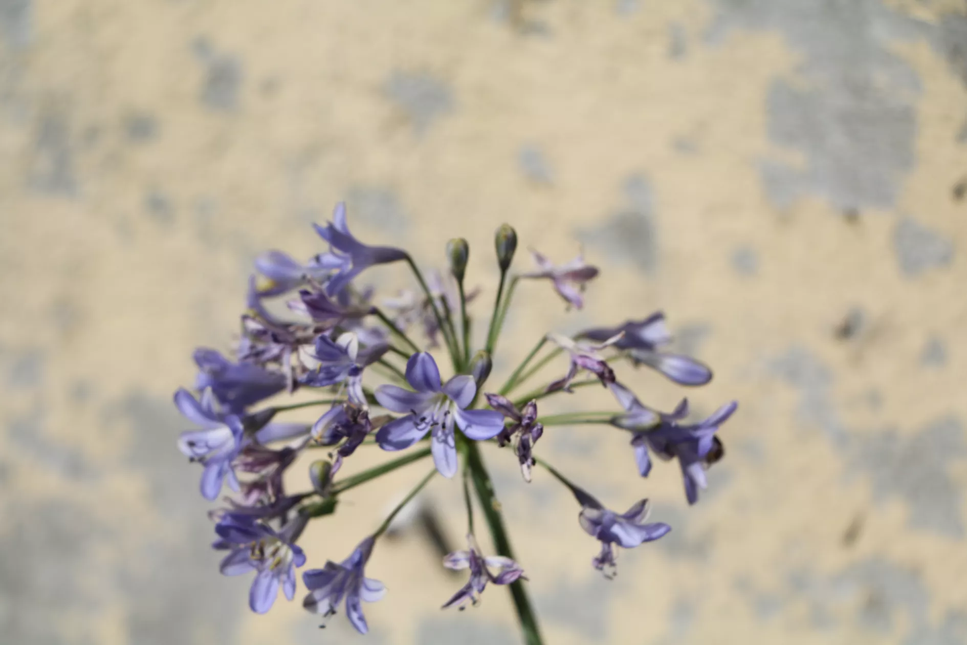 Au Charme Charentais - gite blauw